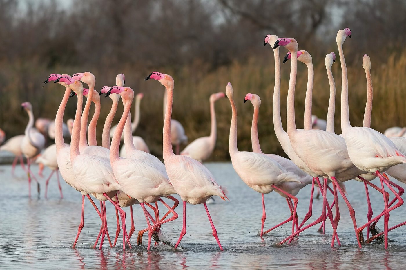 Parade nuptiale de flamants roses en Camargue