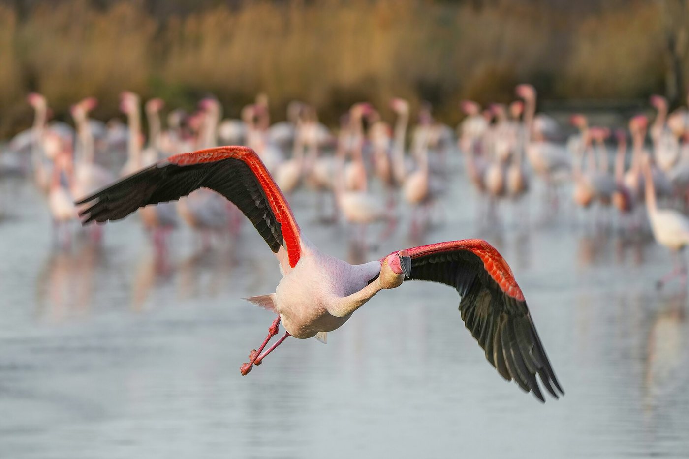 Flamant rose en vol au-dessus des étangs camarguais