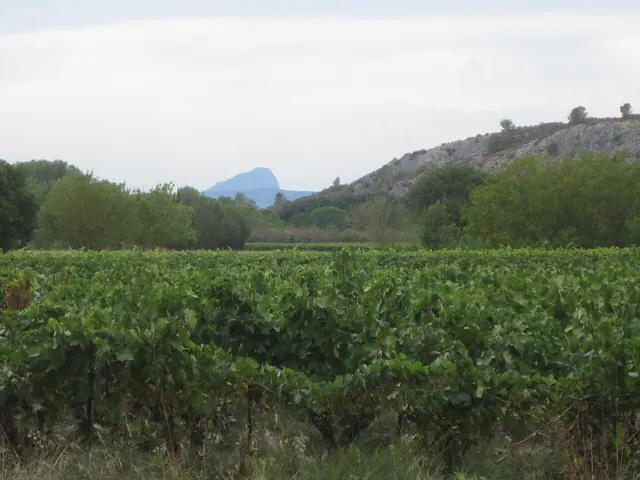Le Pic Saint-Loup