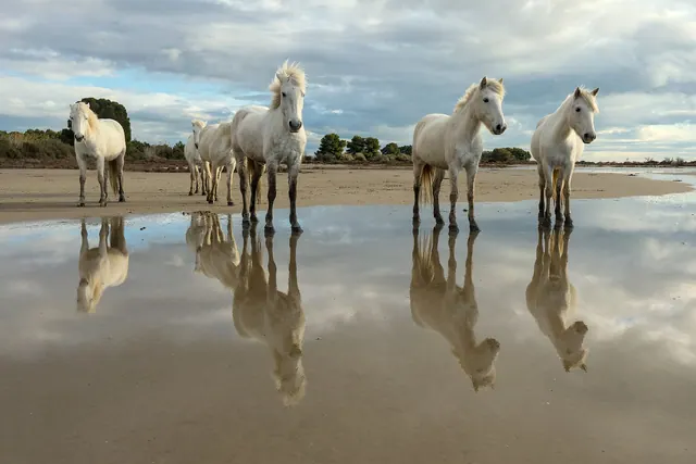 La Camargue
