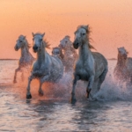 Vacances en Camargue