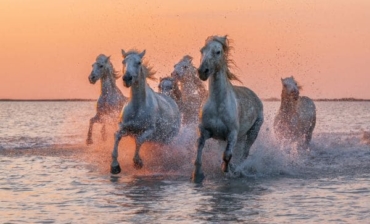 Vacances en Camargue