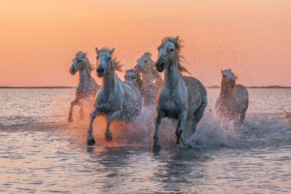 Vacances en Camargue